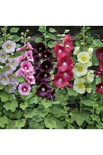 Serdar Çam Tohumculuk Süper Paket 150 Adet Tohum Hatmi Çiçeği Tohumu Gülhatmi...