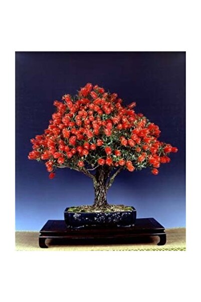 Serdar Çam Tohumculuk Bodur Callistemon Karadut Bonzai Ağacı Tohumu 25 Adet B...