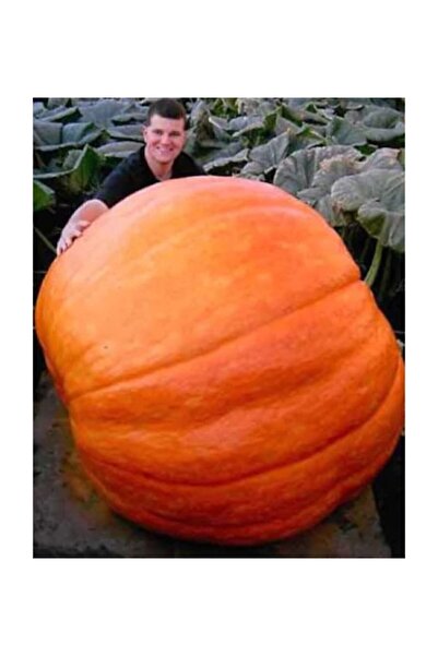 Serdar Çam Tohumculuk Süper Paket 20 Adet Tohum İthal Atlantic Giant Dev Kaba...