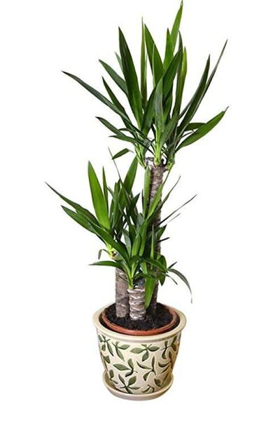 Serdar Çam Tohumculuk Nadir Yucca Ağacı Tohumu 5 Adet Tohum Avize Çiçeği