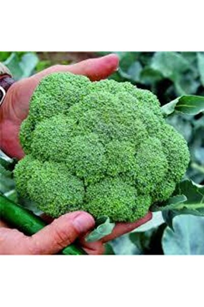 ata tohumculuk 20 Adet Tohum Yeşil Brokoli Tohumu Yeni Sezon Sürpriz Hediye Tohumla Gönderilir