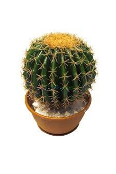 ata tohumculuk 10 Adet Tohum Kaktüs Çiçeği Tohumu Dikenli Kaktüs Tohumu Skulennt Çiçeği