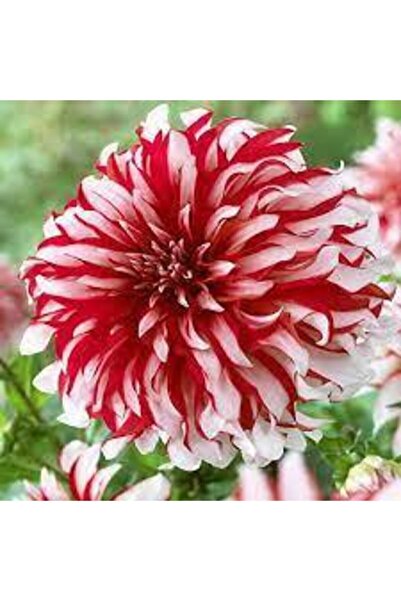 ata tohumculuk 10 Adet Yıldız Çiçeği Tohumu Karışık Dahlia Yıldız Çiçek Tohum...