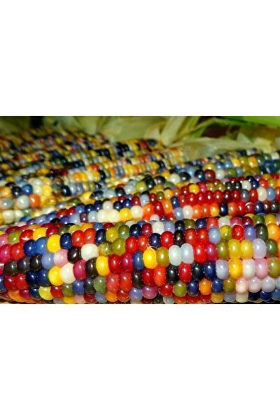 Serdar Çam Tohumculuk Nadir Ithal Egzotik Renkli Hint Mısırı Tohumu 3 Adet To...