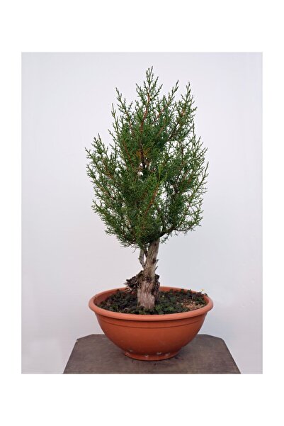 Serdar Çam Tohumculuk Bodur Cupressus Bonzai Ağacı Tohumu 5 Adet Tohum Bonsai...
