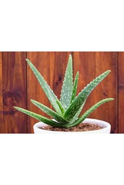 ata tohumculuk Nadir Bulunan Saksılık Aloevera Çiçeği 5 Adet Tohum