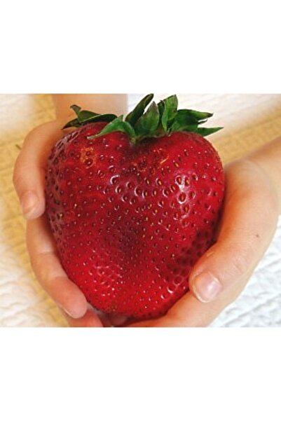 Naturel Tohum Dev Çilek Tohumu Tropikal Meyve Tohumları (10 Adet Tohum)