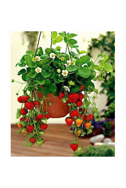 ata tohumculuk 10 Adet Tohum Ithal Nadir Saksılık Çilek Tohumu Yediveren Çile...