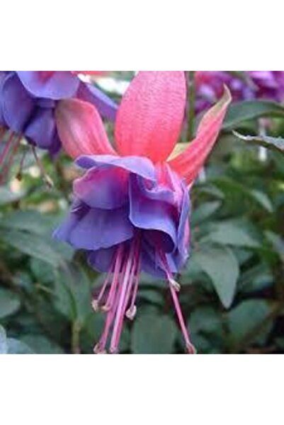 ata tohumculuk Mavi Küpeli Çiçeği Tohumu 10 Adet