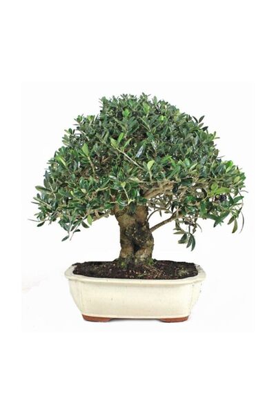 Serdar Çam Tohumculuk Bodur Defne Bonzai Ağacı Tohumu 3 Adet Bonsai Ağacı Tohumu