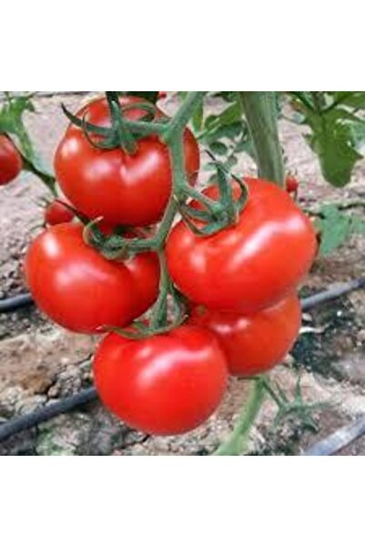 ata tohumculuk 10 Adet Ankara Ayaş Domatesi Tohumu