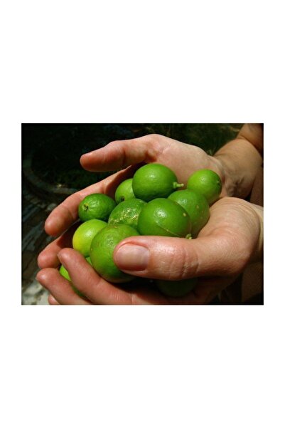 Çam Tohumculuk Nadir Ithal Lime Misket Limon Tohumu 3 Adet Tohum Misket Limonu