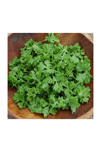 Çam Tohumculuk Nadir İthal Crinkled Tere Tohumu 100 Adet Tohum