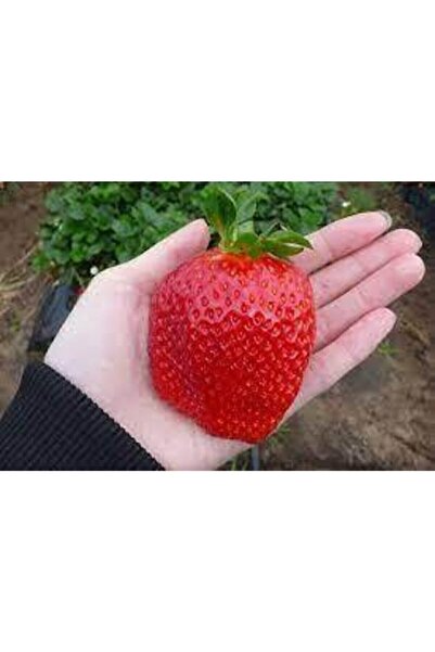 ata tohumculuk 10 Adet  Ithal  Çilek  Yediveren Güney Amerika Çileği Tohumu