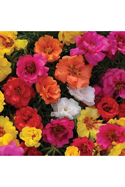 Genel Markalar Tohumculuk Katmerli Ipek Çiçeği Kedi Tırnağı 100 Tohum