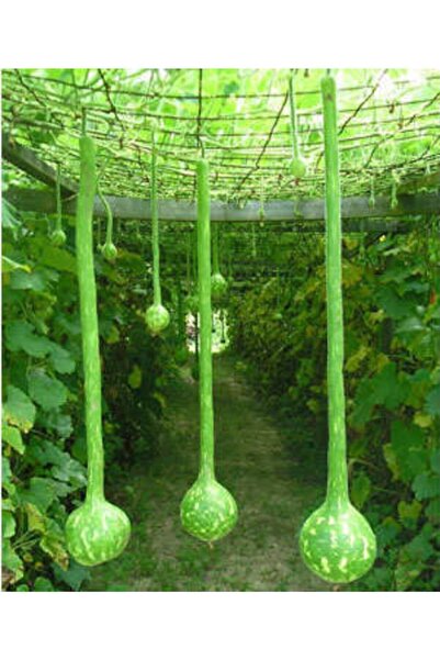 Serdar Çam Tohumculuk Nadir Uzun Su Kabağı Tohumu Ekim Seti 3 Tohum Kabak Toh...