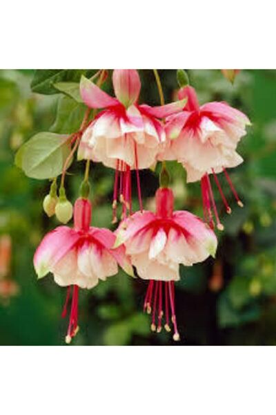 ata tohumculuk 5 Adet Nadir Pembe Küpeli Çiçek Tohum