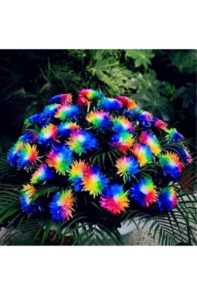 Çam Tohumculuk Çok Nadir Himalaya Orkide Çiçeği Tohumu 5 Tohum Orkide Tohumu