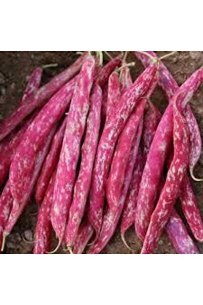 ata tohumculuk 30 Adet Tohum Süper Paket Oturak Barbunya Tohumu Fasulye Tohum...