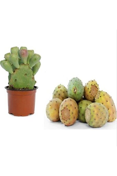 Serdar Çam Tohumculuk Nadir Dikenli Incir Tohumu 5 Adet Tohum Frenk Inciri Papuç Inciri