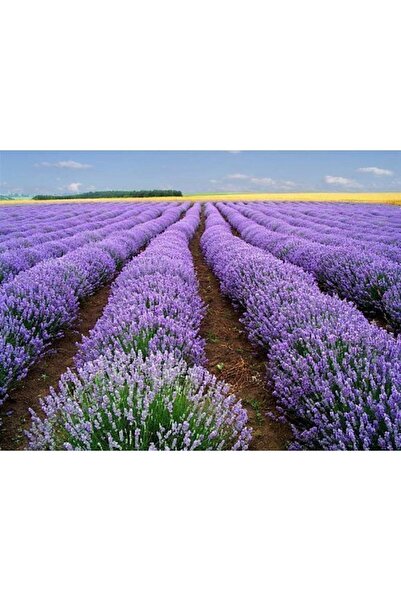 Tohum Dünyası 50 Adet Kokulu Ingiliz Vera Lavanta Tohumu