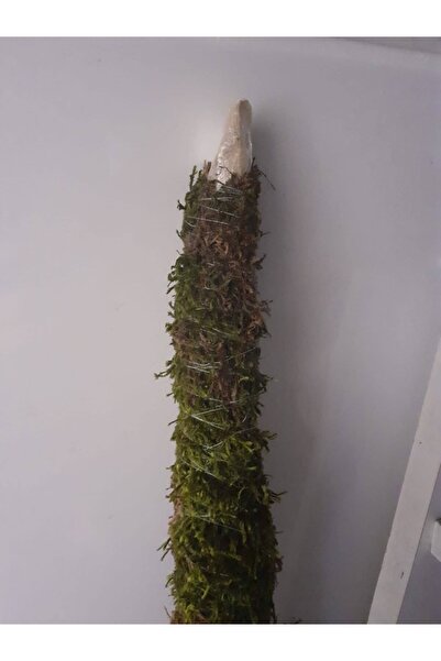 bitkicim Bitki Destek Çubuğu 160cm (YOSUN SOPASI)