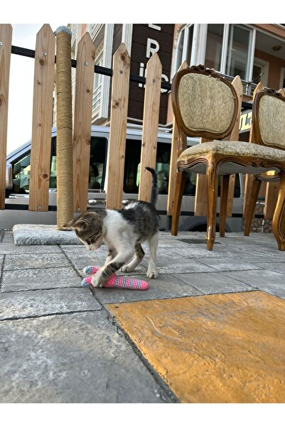 Be Cat Catnıpli Kedi & Köpek Tavşan Diş Kaşıma Oyuncağı & Pet Stres Ve Isırma Oyuncağı