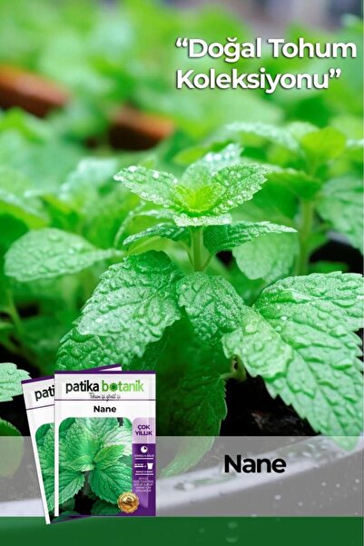 Patika Botanik 100 Adet Nane (MENTHA) Çiçek Tohumu