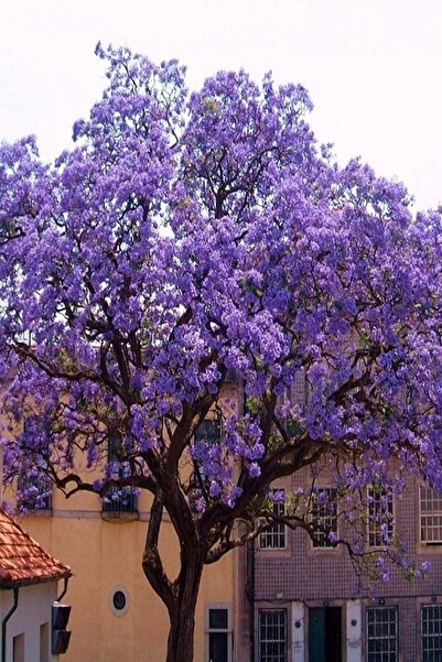 Floramut Tüplü Paulownia Kiri Ağacı Fidesi -4 Adet-
