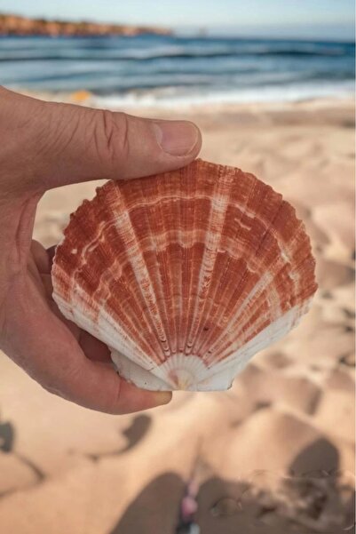 Pozitif Doğal Taş Scallop Shell Deniz Kabuğu Büyük Boy 6-SS