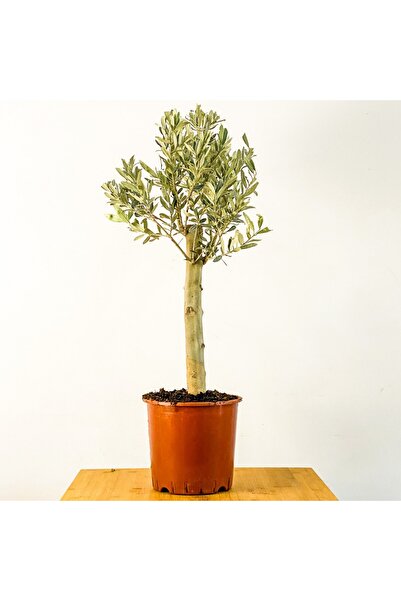 Tunç Botanik BONSAİ ZEYTİN - HEDİYELİK SALON OFİS BİTKİSİ