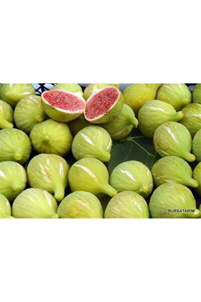 peyzajyagmur Tüplü Bardacık Incir Fidanı ( Bardak )