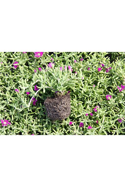 Tunç Botanik ACEM HALISI 45 ADET - MEZARLIK KABİR ÇİÇEĞİ