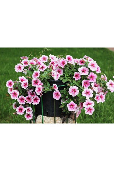 tnc garden groups Petunya – Kahkaha Çiçeği (Askılı Saksıda)