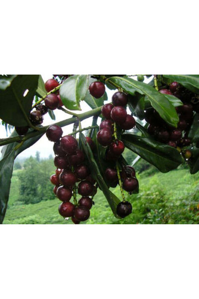 fidanciyiz Karayemiş Fidanı Laz Kirazı Prunus laurocerasus, , Saksıda