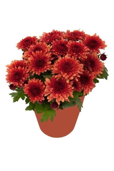 Mimoza Tuğla Kırmızı Kasımpatı Çiçeği Fidanı 10-20 Cm