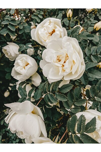 Tunç Botanik Gül Fidanı - Beyaz Aşılı Yediveren Bahçe Gülü 30-40 Cm