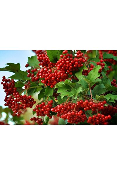 Tunç Botanik ŞİFALI GİREBOLU FİDANI 3 ADET - GİLABORU