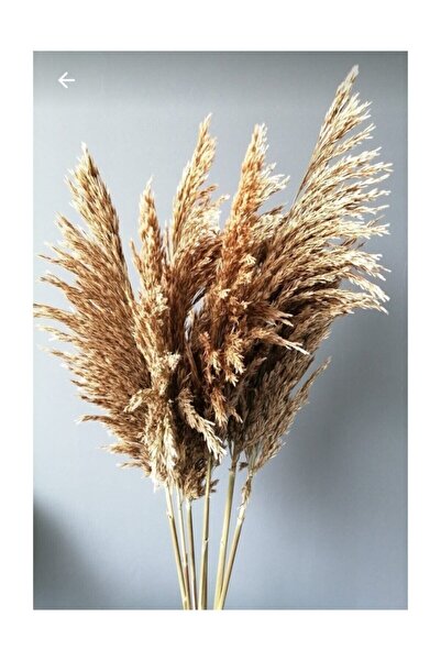 1001Naturel 10 Adet Pampas Otu 50 Cm