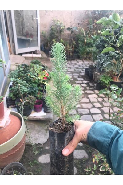 Bahçem Fidancılık Fıstık Çamı Fidanı