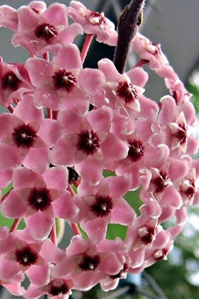 ÇİÇEKFLİX Hoya Mum Çiçeği Açık Pembe 15-20 Cm Mini