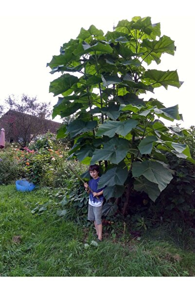 AnkaBahçe Pavlonya Fidanı - Paulownia (Çin Kavağı) 20-40 cm