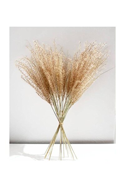 ivy dizayn Pampas Uzun