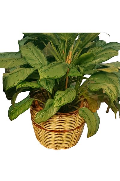 Greenosier Ghiveci de răchită de dimensiuni mari - Organizator Carcasă Organizator Ghiveci de flori