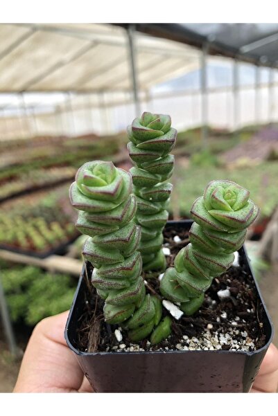 ÇİÇEKFLİX Yeşil Sukulent - Crassula Marnieriana 1.kalite Özel Ürün