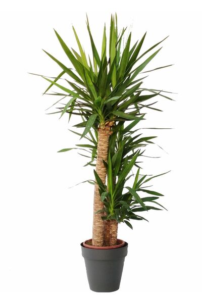 GoldLotus 2'li Yucca Bitkisi - Avize Çiçeği 80-120 Cm - 2 Gövdeli