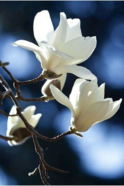 bahçevilya 2 Yaşında Saksılı Beyaz Manolya Fidanı (Magnolia grandiflora) - Büyük Çiçekli, Hoş Kokulu Beyaz