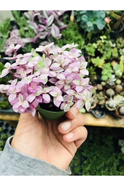 foliumbotanik Calisia Repens Pink Lady Minik Pembe Yapraklı Telgraf Çiçeği