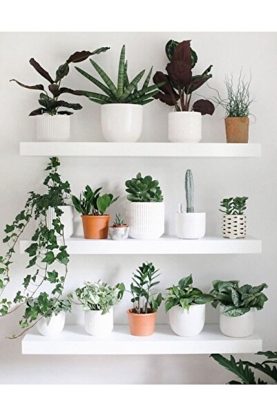 LİNDE HOME 50x15cm Beyaz Duvar Rafı, Duvar Dekorasyonu, Kitaplık