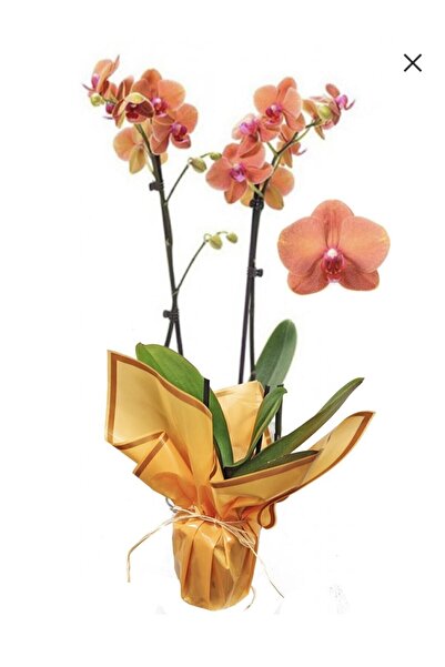 AKDOĞA Phalaenopsis Turuncu Özel Tür Surf Song Orkide Ithal Çift Dallı